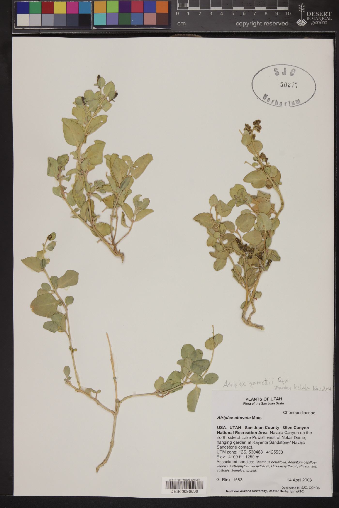 Atriplex garrettii image
