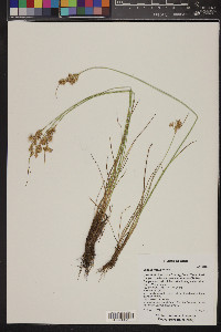 Juncus interior image