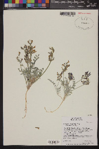 Astragalus amphioxys image