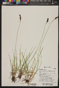 Carex bella image