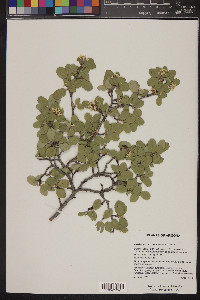 Amelanchier nitens image