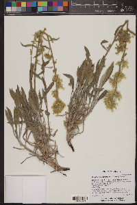 Oreocarya confertiflora image