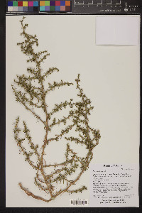 Salsola tragus image