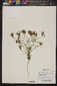 Cordylanthus wrightii image