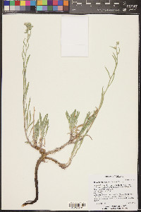 Oreocarya suffruticosa image