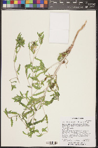 Mentzelia cronquistii image