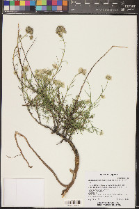 Ipomopsis congesta subsp. frutescens image