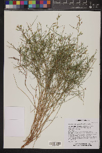 Stephanomeria pauciflora image