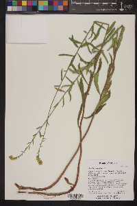 Solidago velutina image