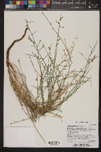 Stephanomeria pauciflora image