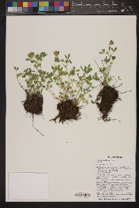 Trifolium pinetorum image