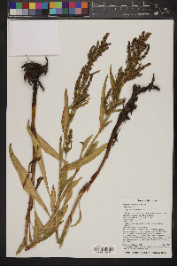 Rumex salicifolius image