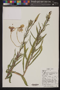 Oenothera longissima image