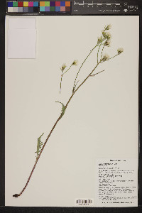 Crepis intermedia image