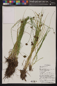 Carex athrostachya image