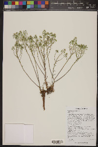 Lepidium montanum image