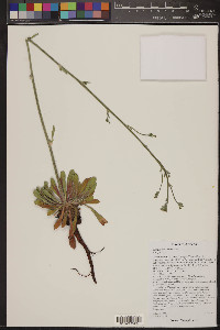 Eriogonum alatum image