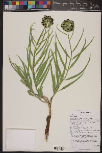 Asclepias asperula image