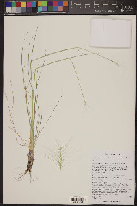 Elymus elymoides subsp. elymoides image