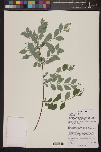 Symphoricarpos oreophilus image