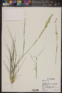 Eragrostis superba image