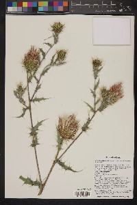 Cirsium arizonicum var. arizonicum image