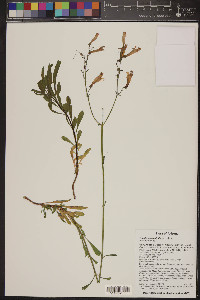 Penstemon rostriflorus image