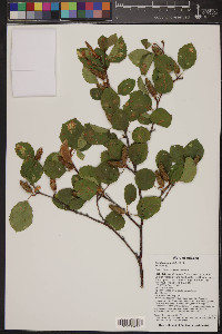 Betula occidentalis image