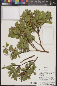 Arctostaphylos pungens image