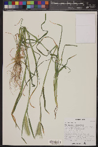 Hordeum murinum image