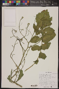 Brassica tournefortii image