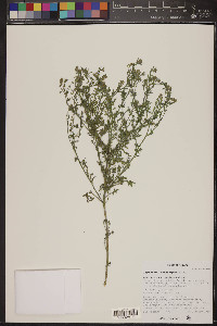 Lepidium lasiocarpum image