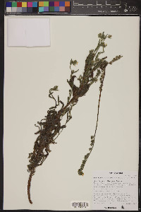 Amsinckia intermedia image