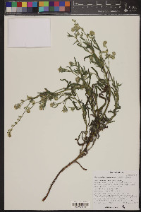 Cryptantha barbigera image