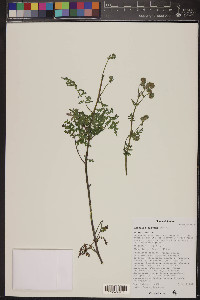 Phacelia distans image