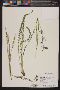 Ivesia multifoliolata image