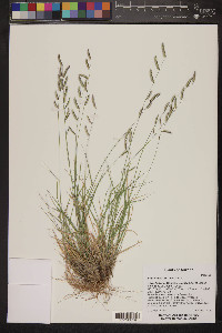 Bouteloua barbata var. rothrockii image