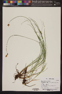 Carex simulata image