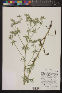 Eryngium heterophyllum image