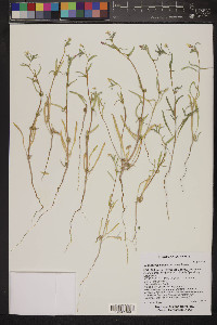 Camissonia pallida image