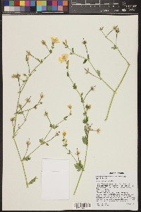 Kallstroemia grandiflora image