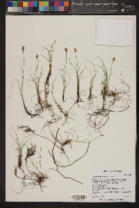 Carex duriuscula image