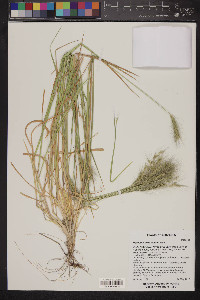 Hordeum arizonicum image