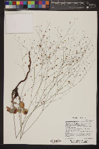 Eriogonum arizonicum image