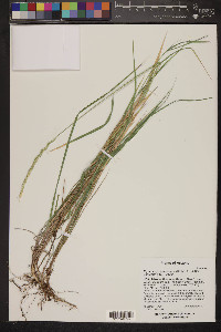 Elymus x pseudorepens image