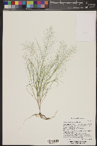 Muhlenbergia sinuosa image