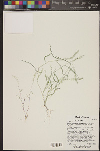 Aegopogon tenellus image