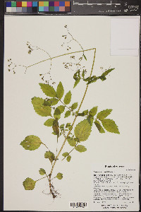 Valeriana sorbifolia image