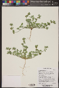 Medicago minima image