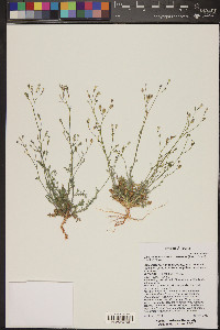 Gilia flavocincta image